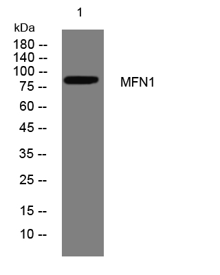 Mitofusin Antibody