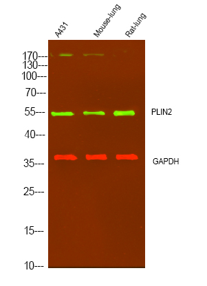 ADFP Antibody