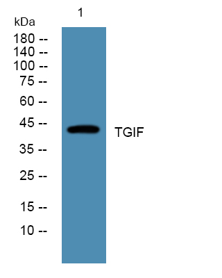 TGIF1 Antibody