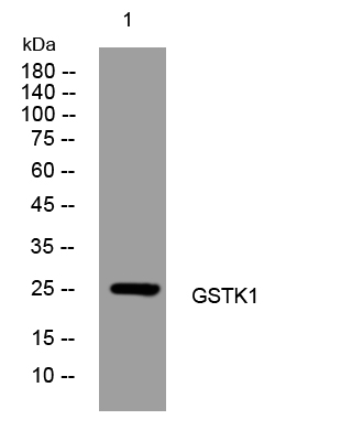 GSTK1 Antibody