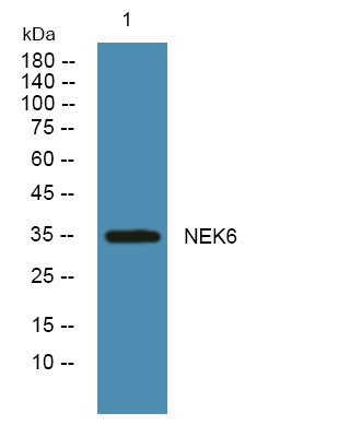 NEK6 Antibody