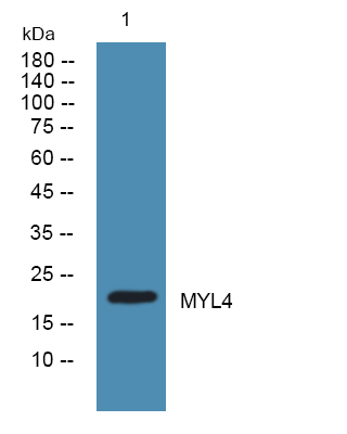 MYL4 Antibody