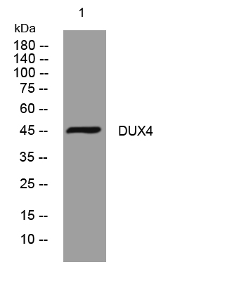 DUX4 Antibody