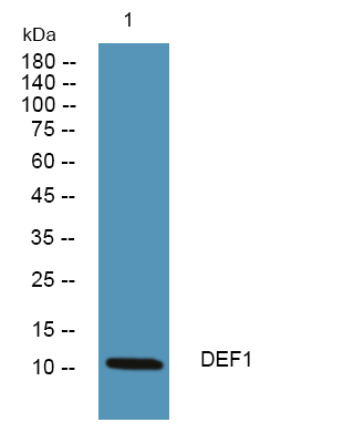 Defensin  alpha1 Antibody