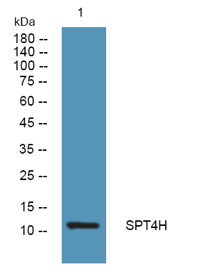 SPT4H Antibody