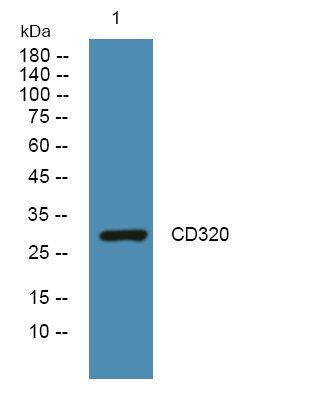 CD320 Antibody