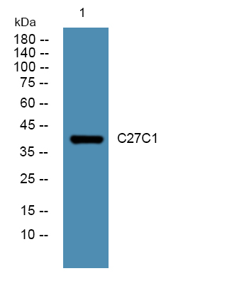 Cytochrome P450 27C1 Antibody