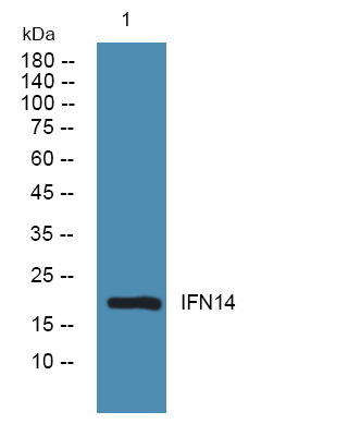 IFN14 Antibody