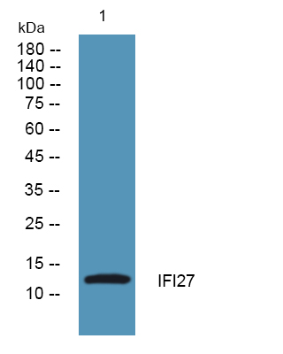 IFI27 Antibody