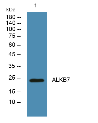 ALKBH7 Antibody