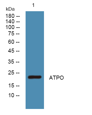 ATP5O Antibody