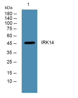 KCNJ14 Antibody