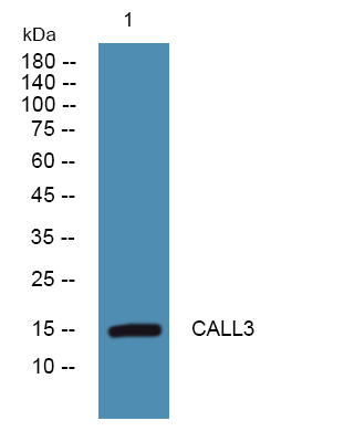 CALML3 Antibody