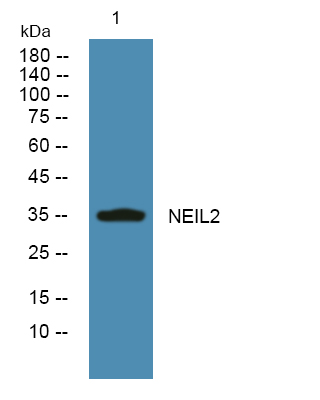 NEIL2 Antibody