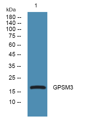 GPSM3 Antibody