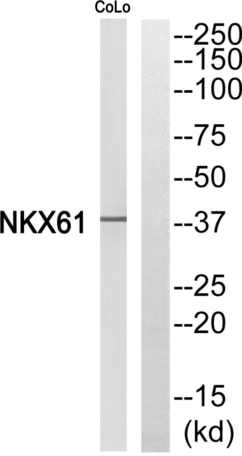 NKX61 Antibody