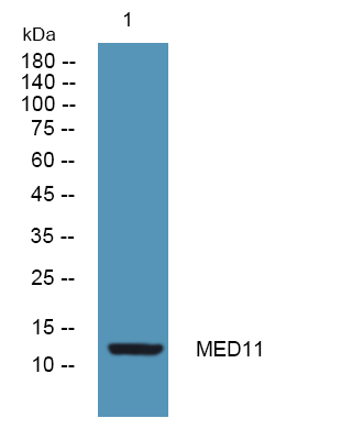 MED11 Antibody