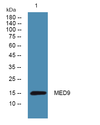 MED9 Antibody