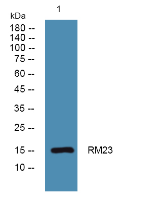 MRPL23 Antibody