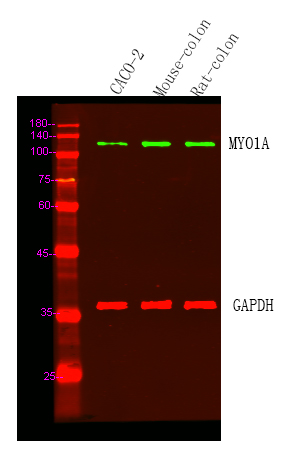 MYO1A Antibody