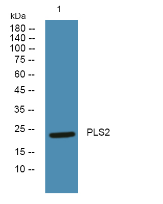 PLSCR2 Antibody