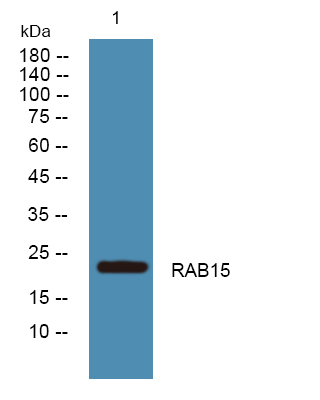 RAB15 Antibody