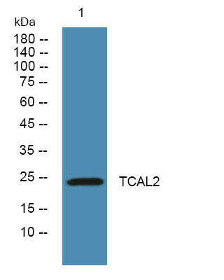 TCEAL2 Antibody