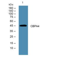 CPA4 Antibody