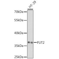 FUT2 Rabbit Polyclonal Antibody