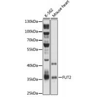 FUT2 Rabbit Polyclonal Antibody