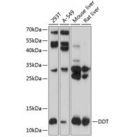 DDT Rabbit Polyclonal Antibody