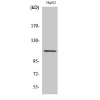 Stat2 Polyclonal Antibody