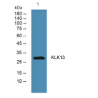 KLK13 Polyclonal Antibody