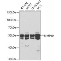 MMP10 Antibody