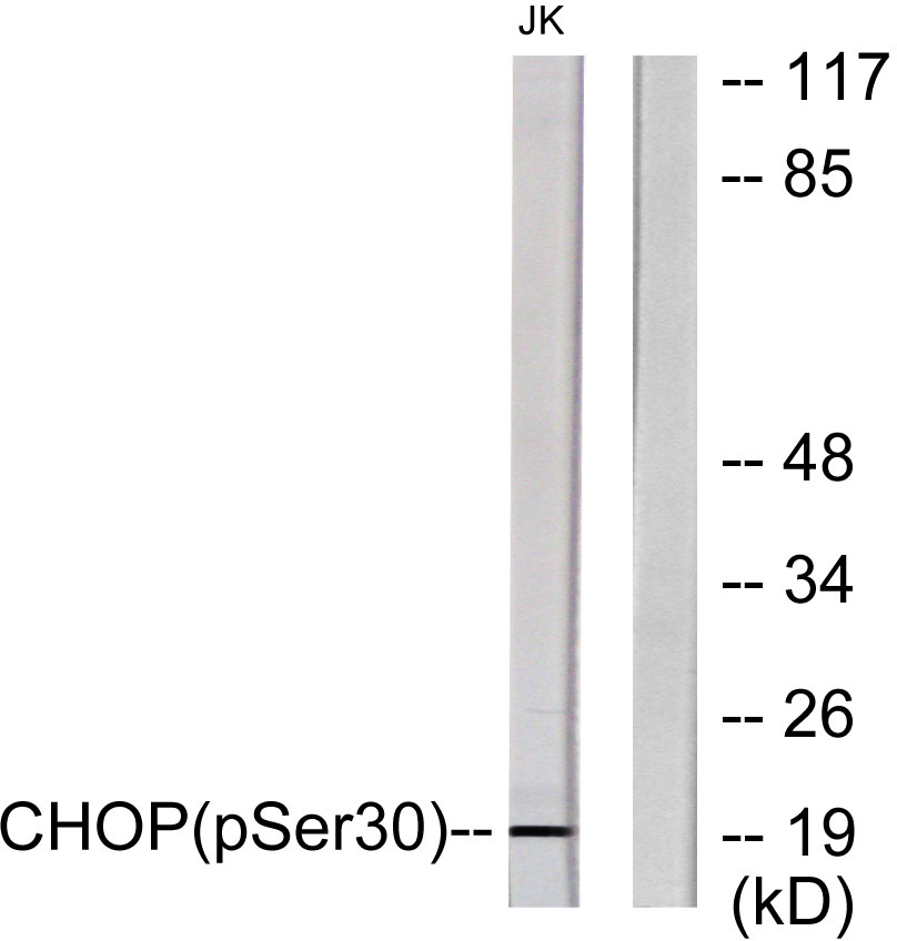 CHOP (Phospho-Ser30) Antibody