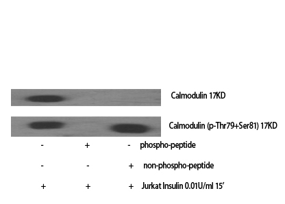 Calmodulin (Phospho-Thr79/Ser81) Antibody