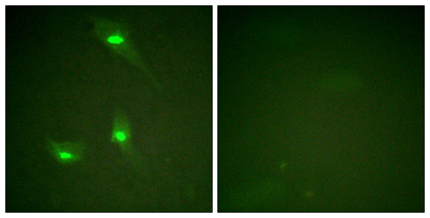 GTPase Activating Protein (Phospho-Ser387) Antibody