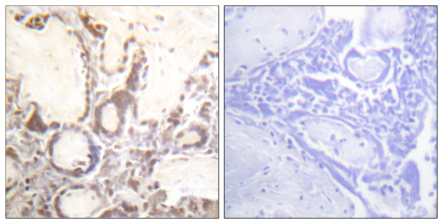 GTPase Activating Protein (Phospho-Ser387) Antibody