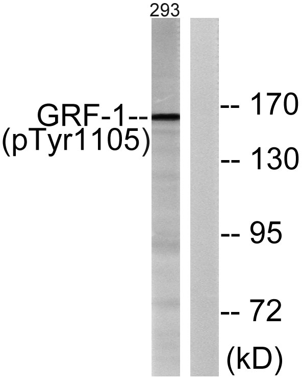 GRF-1 (Phospho-Tyr1105) Antibody