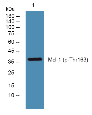 MCL1 (Phospho-Thr163) Antibody