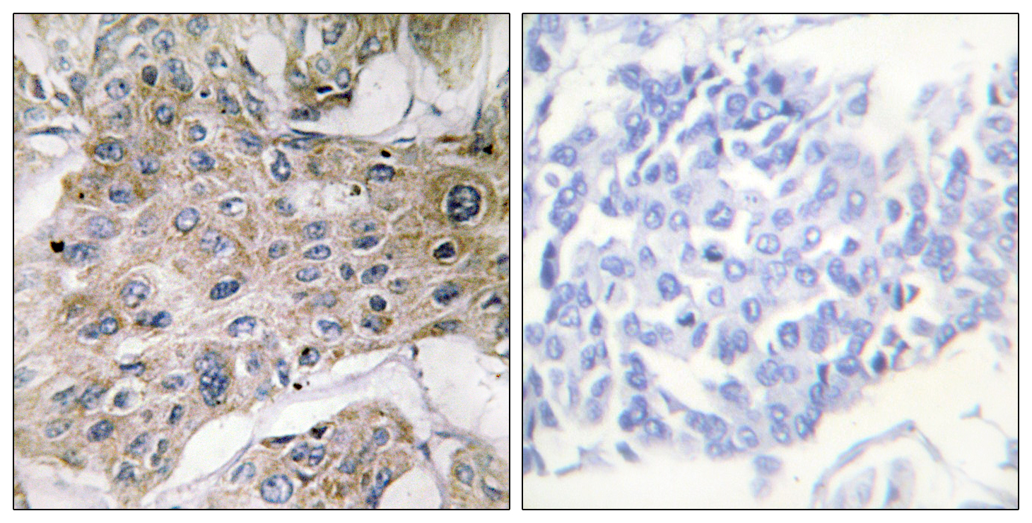 COX7a2/3 Antibody