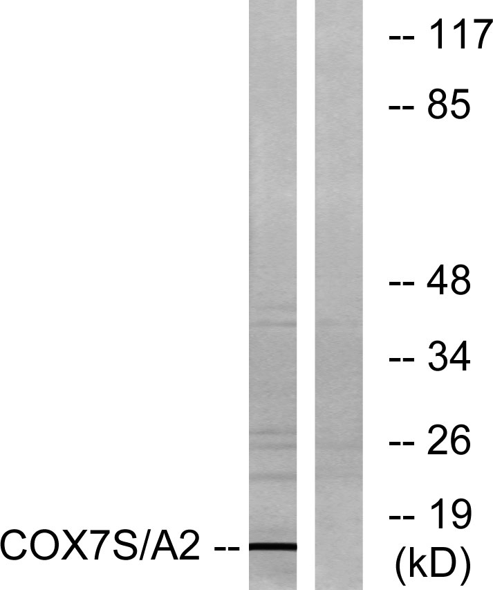 COX7a2/3 Antibody