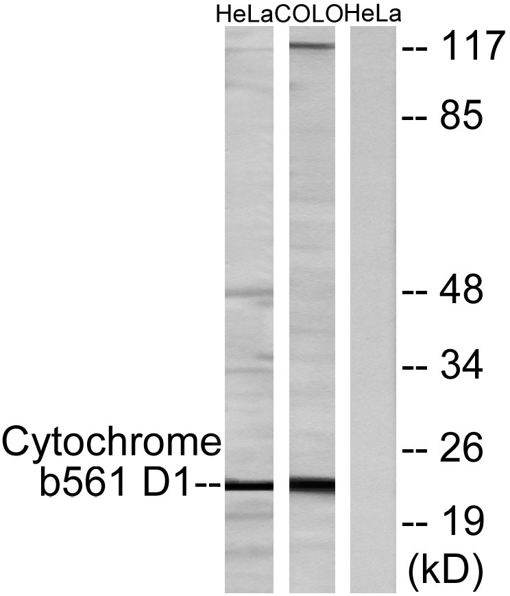 CYB561D1 Antibody