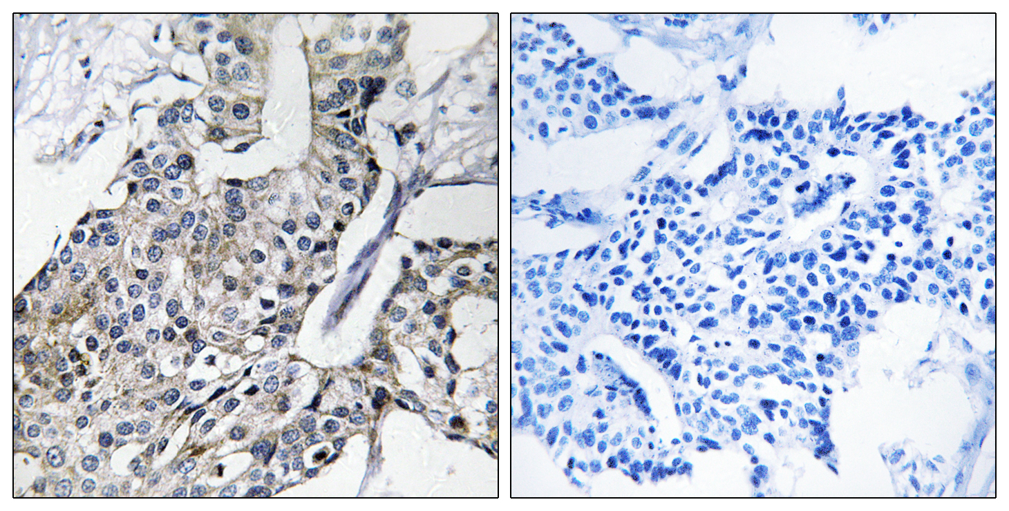 GBP4 Antibody