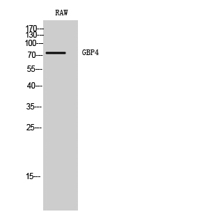 GBP4 Antibody