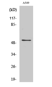 mAChR M4 Antibody