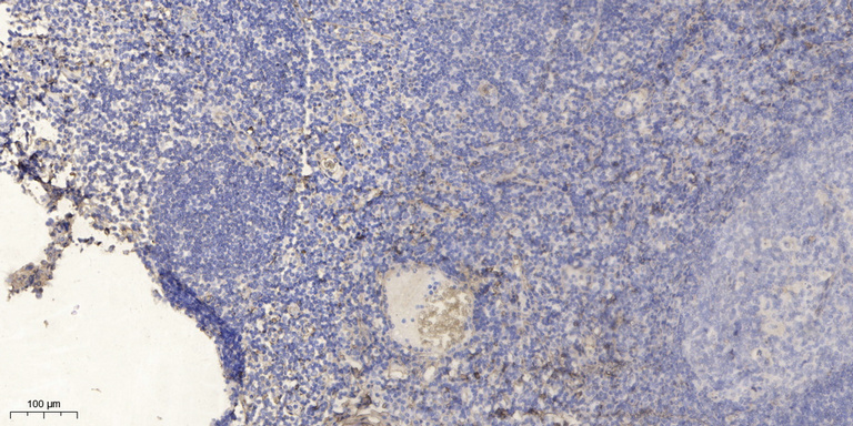 Photomedin-2 Antibody