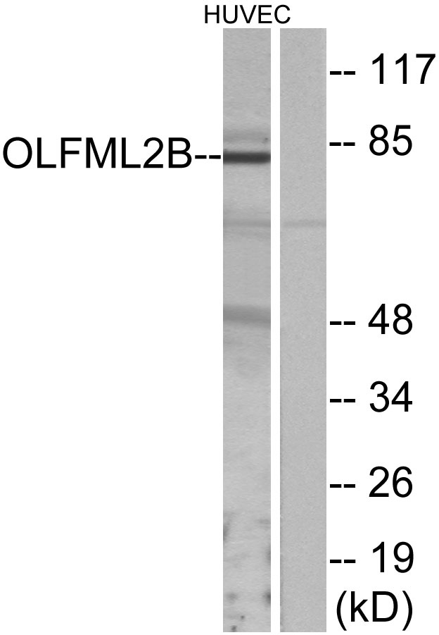 Photomedin-2 Antibody