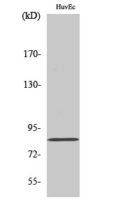 Photomedin-2 Antibody