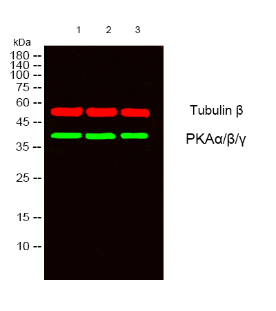 PKAalpha/beta/gamma cat Antibody